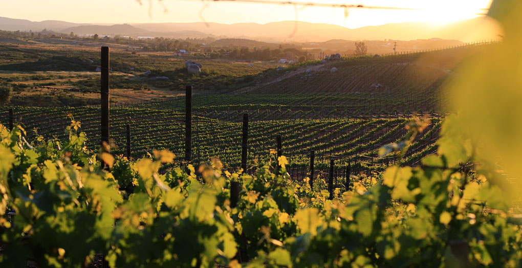 Baja-California-Microuniverso-Sabores-del-Mar-y-Vino