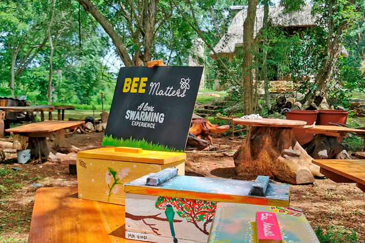 Bee-Matters-Yucatan