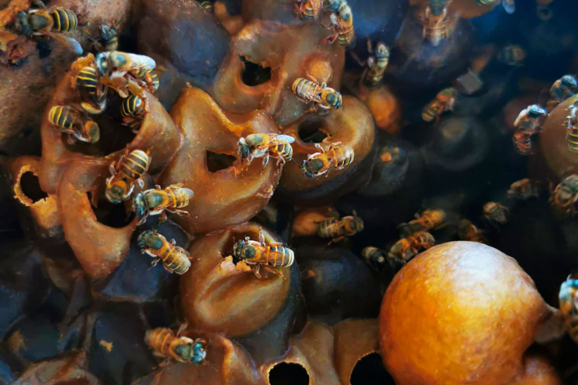 Bee-Matters-Yucatan