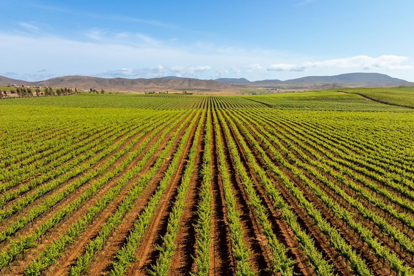 Carrera-en-Valle-de-Guadalupe