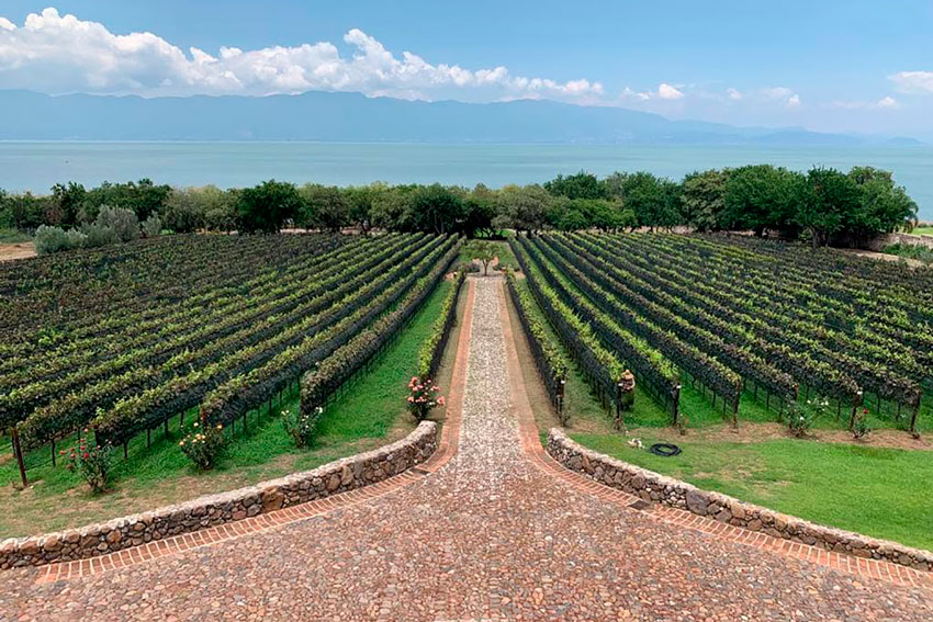 Viñedo-Lago-Chapala