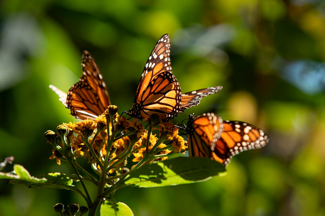 Santuarios-Mariposa-Monarca-Michoacán