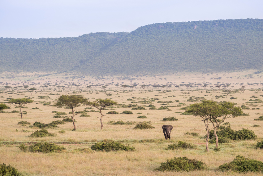 Massai-Mara-Safari