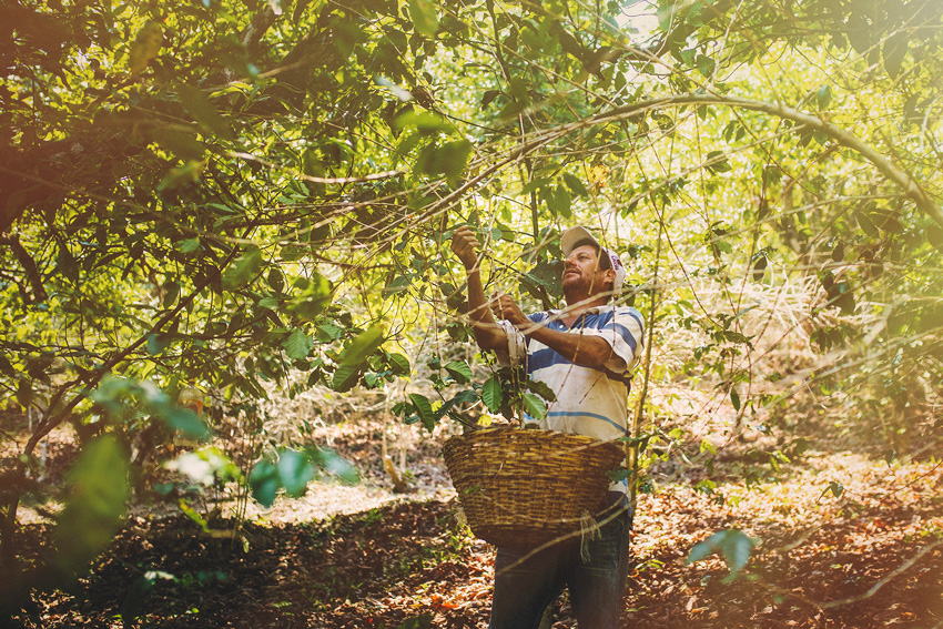 Ruta-del-Cefe-y-Tabaco-Nayarit
