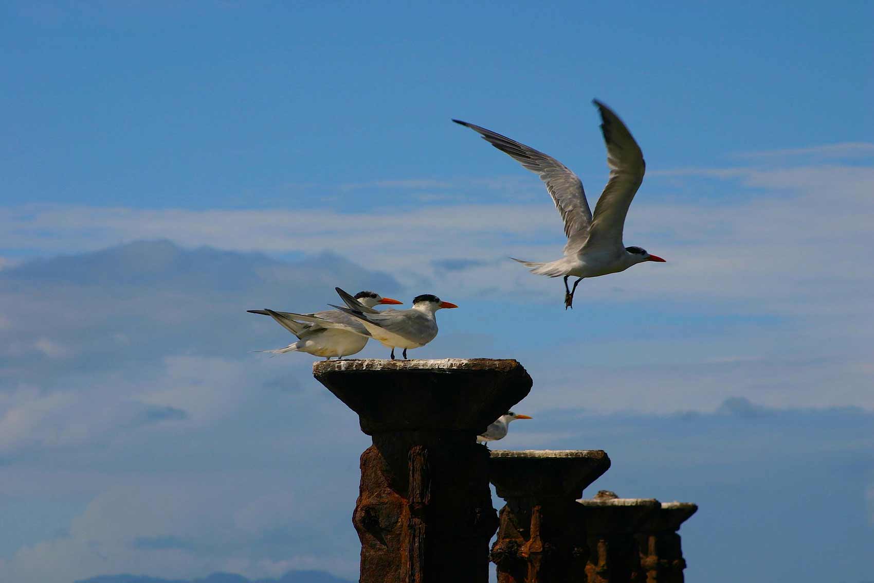 Observacion-de-Aves-Dominicana