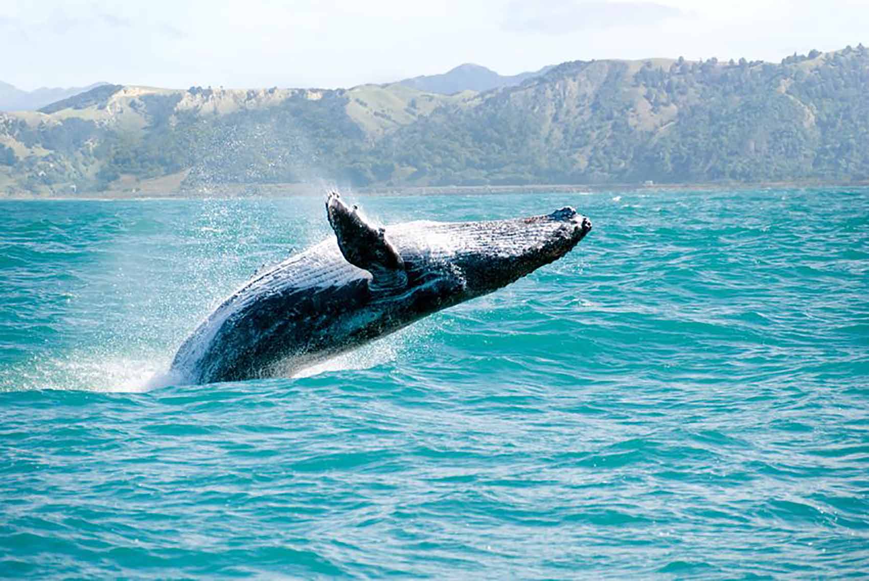 temporada-de-avistamiento-de-ballenas
