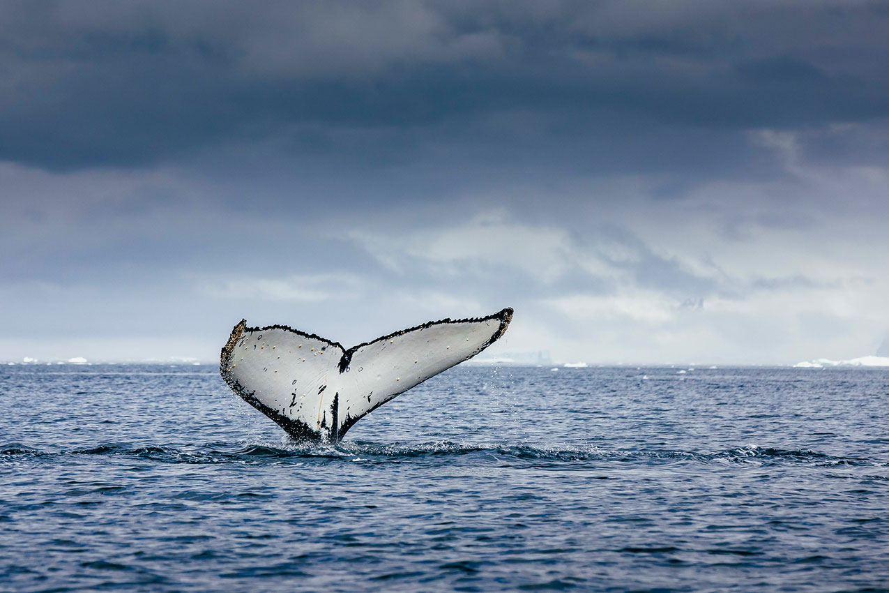 Observacion-Ballenas-Antartida