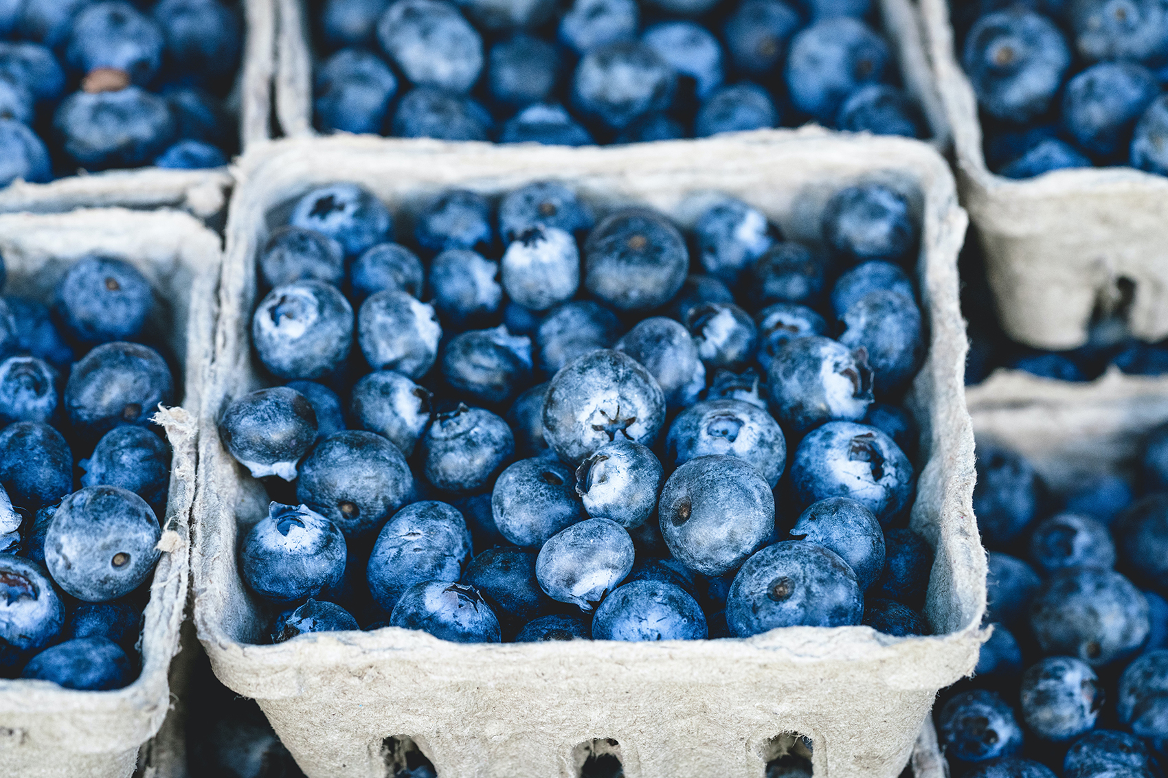 Finca-la-Concordia-Blueberries