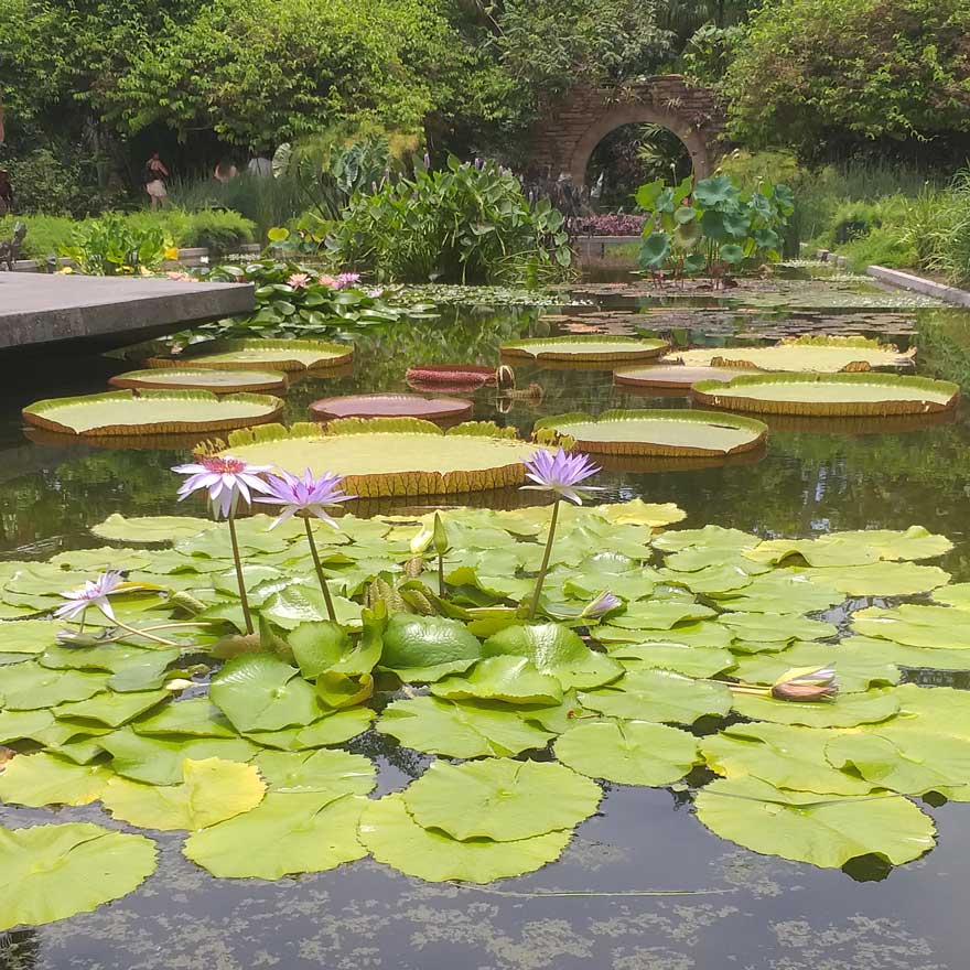 Jardín-Botanico-Culiacan
