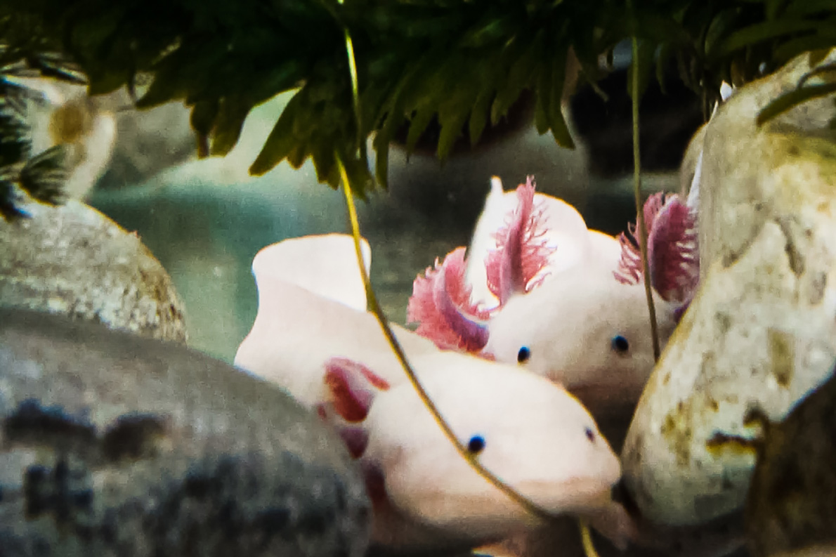 Dia-Nacional-del-Axolote