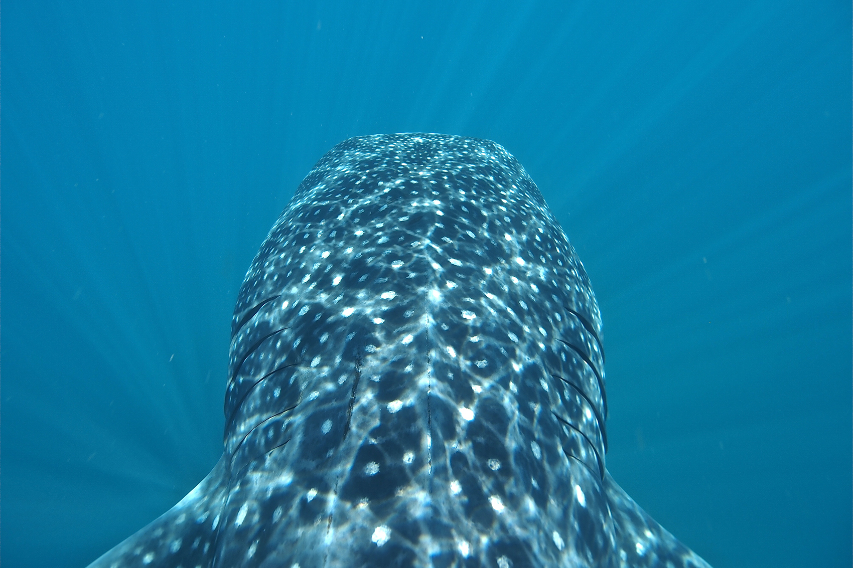 Tiburon-Ballena-Holbox